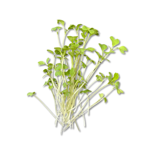Microgreen (MUSTARD PLANT-25G)