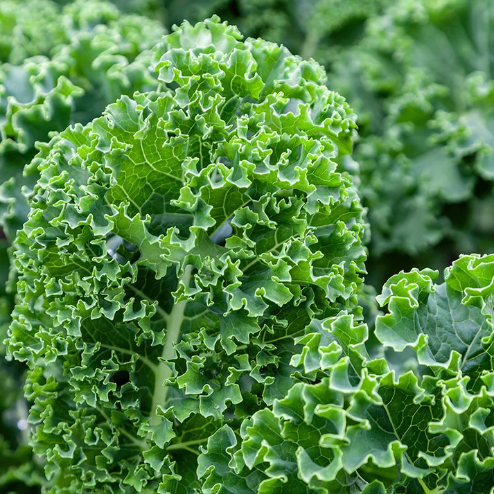 Curley Kale
