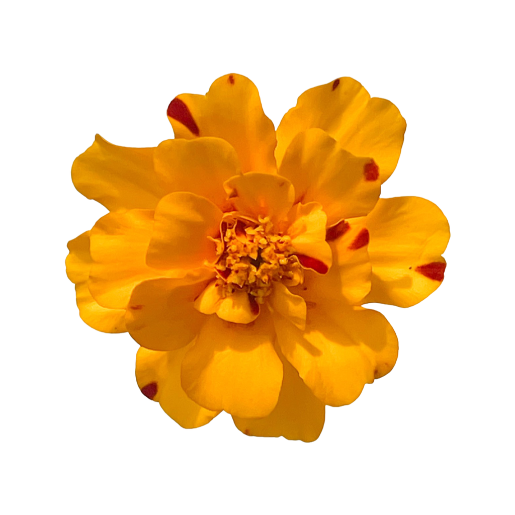 Edible Flowers