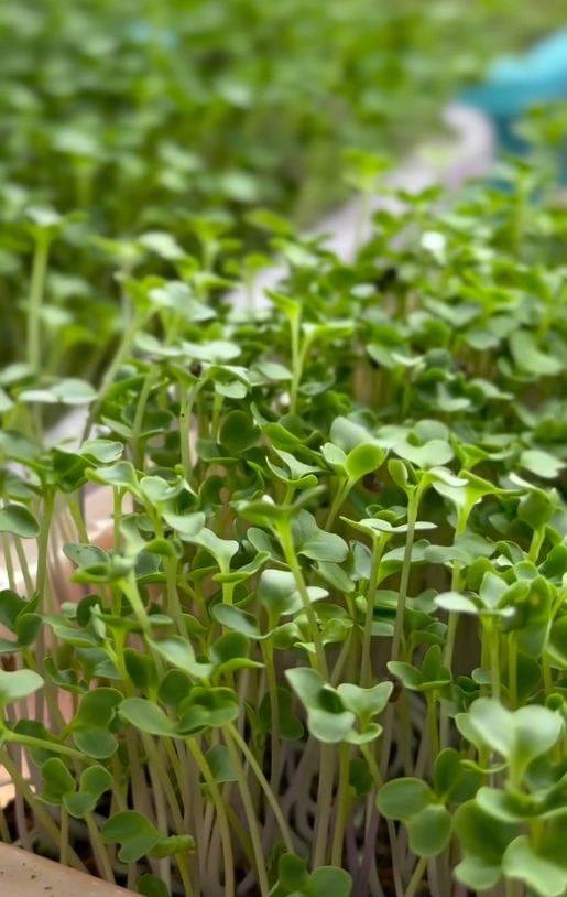 Live Micro Greens (Kale -500ml Box)