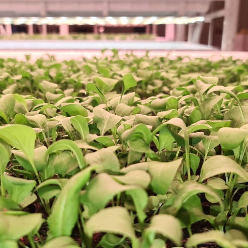 [Victoria Rocket] Victoria Rocket