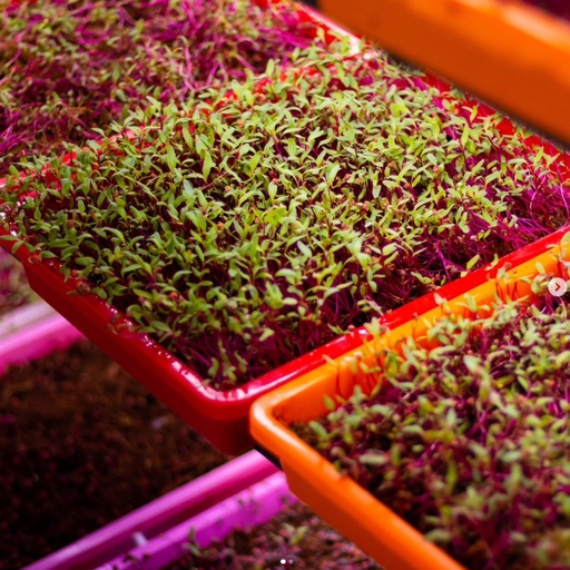 Live Micro Greens